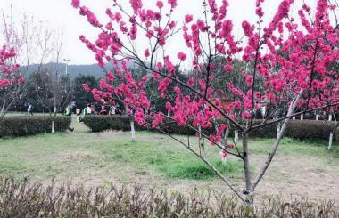 踏青好時(shí)節(jié)，盛世互聯(lián)與您相約九真山！